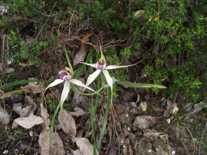 Caladenia - Spider orchid ellis_brook_m_016.JPG